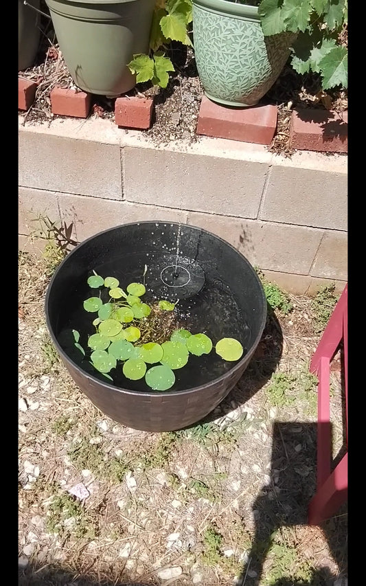 Tutorial Video: How to make a mini zen pond under 2 weeks under$50.